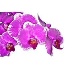 Картина на холсте по фото Модульные картины Печать портретов на холсте Сиреневая веточка орхидеи - Фотообои цветы|орхидеи