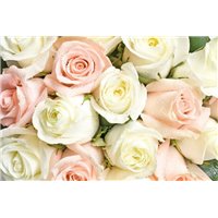 Портреты картины репродукции на заказ - Белые и розовые розы - Фотообои цветы|розы