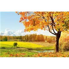 Картина на холсте по фото Модульные картины Печать портретов на холсте Осеннее дерево - Фотообои природа|осень