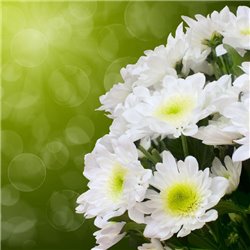 Букет белых маргариток - Фотообои цветы|другие - Модульная картины, Репродукции, Декоративные панно, Декор стен
