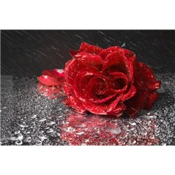 Роза под дождем - Фотообои цветы|розы - Модульная картины, Репродукции, Декоративные панно, Декор стен