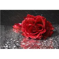 Портреты картины репродукции на заказ - Роза под дождем - Фотообои цветы|розы