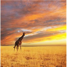 Картина на холсте по фото Модульные картины Печать портретов на холсте Жираф на фоне заката - Фотообои Животные|жирафы