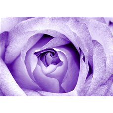 Картина на холсте по фото Модульные картины Печать портретов на холсте Сиреневая роза - Фотообои цветы|розы