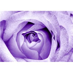 Сиреневая роза - Фотообои цветы|розы - Модульная картины, Репродукции, Декоративные панно, Декор стен