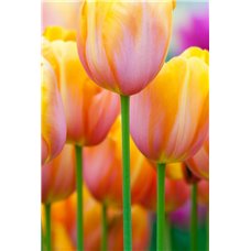 Картина на холсте по фото Модульные картины Печать портретов на холсте Тюльпаны - Фотообои цветы|тюльпаны