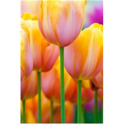 Тюльпаны - Фотообои цветы|тюльпаны - Модульная картины, Репродукции, Декоративные панно, Декор стен