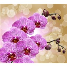 Картина на холсте по фото Модульные картины Печать портретов на холсте Веточки орхидеи - Фотообои цветы|орхидеи