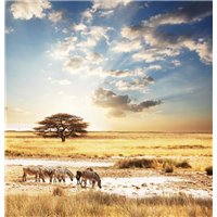 Зебры - Фотообои Животные|лошади