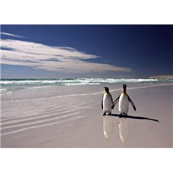 Пингвины - Фотообои Животные|морской мир - Модульная картины, Репродукции, Декоративные панно, Декор стен
