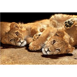 Львицы - Фотообои Животные|львы - Модульная картины, Репродукции, Декоративные панно, Декор стен