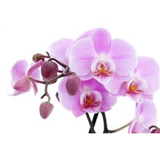 Картина на холсте по фото Модульные картины Печать портретов на холсте Орхидея - Фотообои цветы|орхидеи