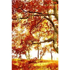 Картина на холсте по фото Модульные картины Печать портретов на холсте Осеннее дерево - Фотообои природа|осень