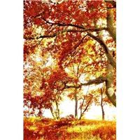 Портреты картины репродукции на заказ - Осеннее дерево - Фотообои природа|осень