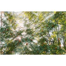 Картина на холсте по фото Модульные картины Печать портретов на холсте Ветки - Фотообои природа|деревья и травы