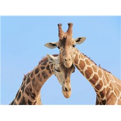 Жирафы - Фотообои Животные|жирафы - Модульная картины, Репродукции, Декоративные панно, Декор стен