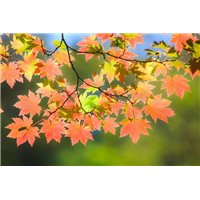 Листья - Фотообои природа|осень