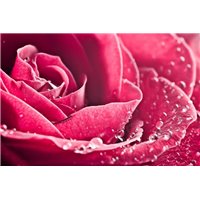 Портреты картины репродукции на заказ - Роса на розе - Фотообои цветы|розы
