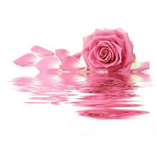 Картина на холсте по фото Модульные картины Печать портретов на холсте Роза на воде - Фотообои цветы|розы