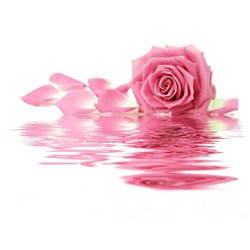 Роза на воде - Фотообои цветы|розы - Модульная картины, Репродукции, Декоративные панно, Декор стен