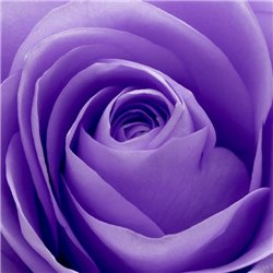 Сиреневая роза - Фотообои цветы|розы - Модульная картины, Репродукции, Декоративные панно, Декор стен