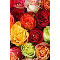 Разноцветные розы - Фотообои цветы|розы - Модульная картины, Репродукции, Декоративные панно, Декор стен