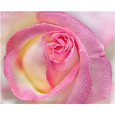 Картина на холсте по фото Модульные картины Печать портретов на холсте Бутон розовой розы - Фотообои цветы|розы