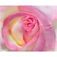 Портреты картины репродукции на заказ - Бутон розовой розы - Фотообои цветы|розы