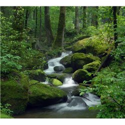 Ручей в лесу - Фотообои природа - Модульная картины, Репродукции, Декоративные панно, Декор стен