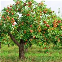 Яблоня - Фотообои Еда и напитки|фрукты и ягоды
