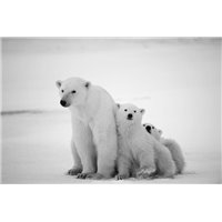 Портреты картины репродукции на заказ - Белые полярные медведи - Фотообои Животные|медведи