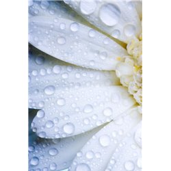 Капельки на цветке - Фотообои цветы|ромашки - Модульная картины, Репродукции, Декоративные панно, Декор стен