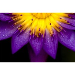 Фиолетовые лепестки - Фотообои цветы|другие - Модульная картины, Репродукции, Декоративные панно, Декор стен