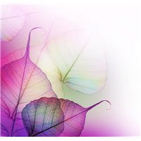 Прозрачные листья - Фотообои цветы|листья
