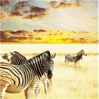 Зебры на закате - Фотообои Животные|лошади
