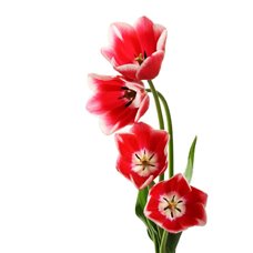 Картина на холсте по фото Модульные картины Печать портретов на холсте Распустившиеся тюльпаны - Фотообои цветы|тюльпаны