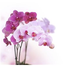 Картина на холсте по фото Модульные картины Печать портретов на холсте Орхидея - Фотообои цветы|орхидеи