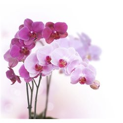 Орхидея - Фотообои цветы|орхидеи - Модульная картины, Репродукции, Декоративные панно, Декор стен