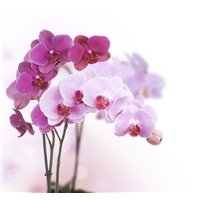Портреты картины репродукции на заказ - Орхидея - Фотообои цветы|орхидеи