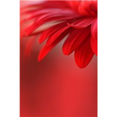 Картина на холсте по фото Модульные картины Печать портретов на холсте Красный цветок - Фотообои цветы|другие