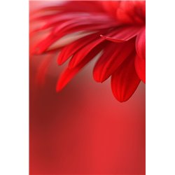 Красный цветок - Фотообои цветы|другие - Модульная картины, Репродукции, Декоративные панно, Декор стен