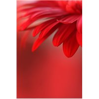 Портреты картины репродукции на заказ - Красный цветок - Фотообои цветы|другие