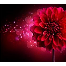Красная георгина - Фотообои цветы|другие - Модульная картины, Репродукции, Декоративные панно, Декор стен