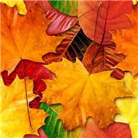 Осенние листья - Фотообои цветы|листья