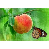 Портреты картины репродукции на заказ - Бабочка на персике - Фотообои Еда и напитки|фрукты и ягоды