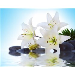 Белые лилии на воде - Фотообои цветы|лилии - Модульная картины, Репродукции, Декоративные панно, Декор стен