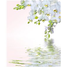 Картина на холсте по фото Модульные картины Печать портретов на холсте Белые цветы - Фотообои цветы|орхидеи