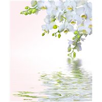 Портреты картины репродукции на заказ - Белые цветы - Фотообои цветы|орхидеи