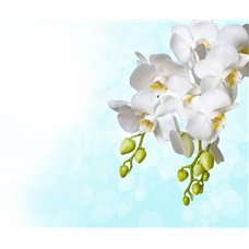 Картина на холсте по фото Модульные картины Печать портретов на холсте Ветка белых цветов - Фотообои цветы|цветущие деревья
