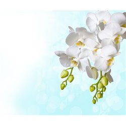 Ветка белых цветов - Фотообои цветы|цветущие деревья - Модульная картины, Репродукции, Декоративные панно, Декор стен